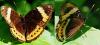 Hypolimnas octocula elsina
